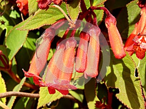 Phygelius Plant