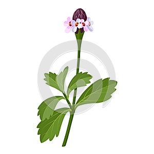 Phyla nodiflora or frogfruit