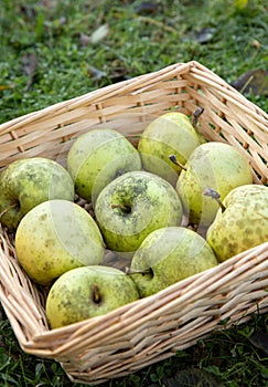 Phyllachora pomigena, Cladosporium or Schizothyrium pomi covering homegrown apples