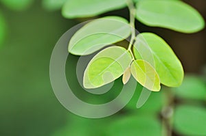 phyllanthaceae, Phyllanthus reticulatus Poir or weed