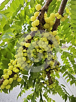 Phyllanthus acidus clusters of gooseberries sprouting from the stem.