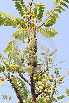 Phyllanthus acidus on tree in farm photo