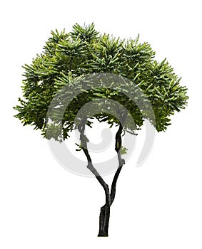 Phyllanthus acidus tree isolated