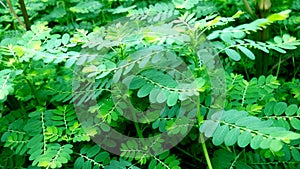 Phyllanthus amarus bhuiavla herbal snap