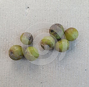 Phyllanthus emblica, also known as emblic, emblic myrobalan, myrobalan, Indian gooseberry, Malacca tree,