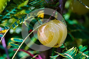 Phyllanthus emblica, also known as emblic, emblic myrobalan, myrobalan, Indian gooseberry, Malacca tree, or amla from Sanskrit