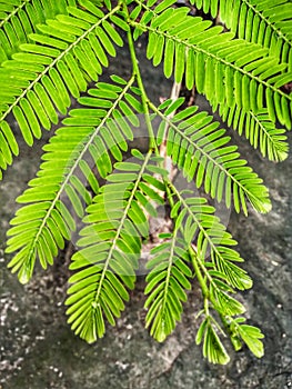 Phyllanthus emblica [emblic myrobalan , amla] tree leafs