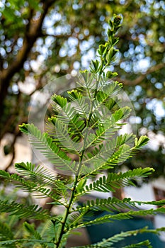 Phyllanthus emblica or Indian Gooseberry plant in an organic garden in India