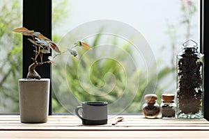 Phyllanthus Mirabilis plant with Black coffee cup and coffee bean bottle on wooden table