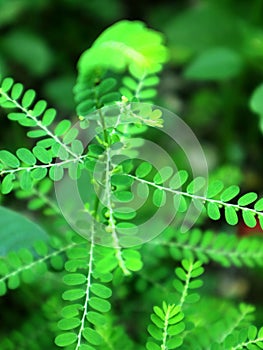 Phyllanthus niruri is called Green Meniran in Indonesia photo
