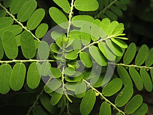 Phyllanthus niruri, Common name seed-under-leaf