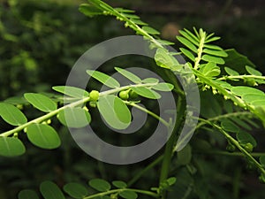 Phyllanthus niruri, Common name seed-under-leaf