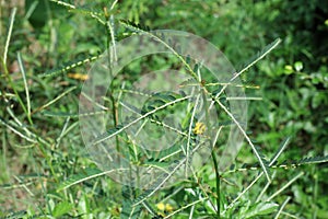 Phyllanthus niruri herb plant