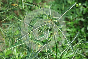 Phyllanthus niruri herb plant