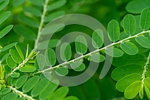 Phyllanthus niruri herb plant and other name, Seed-under-leaf, Phyllanthus amarus Schumach & Thonn