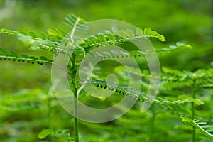 Phyllanthus niruri herb plant and other name, Seed-under-leaf, Phyllanthus amarus Schumach & Thonn