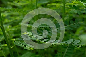 Phyllanthus niruri herb plant and other name, Seed-under-leaf, Phyllanthus amarus Schumach & Thonn