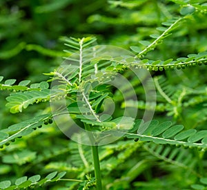 Phyllanthus niruri herb plant and other name, Seed-under-leaf, Phyllanthus amarus Schumach & Thonn