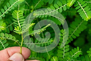 Phyllanthus niruri herb plant and other name, Seed-under-leaf, Phyllanthus amarus Schumach & Thonn