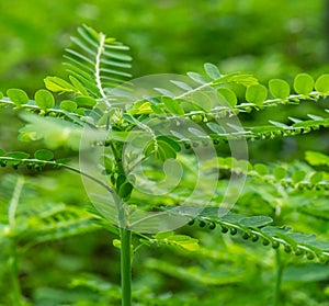Phyllanthus niruri herb plant and other name, Seed-under-leaf, Phyllanthus amarus Schumach & Thonn