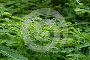 Phyllanthus niruri herb plant and other name, Seed-under-leaf, Phyllanthus amarus Schumach & Thonn