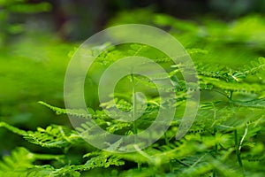 Phyllanthus niruri herb plant and other name, Seed-under-leaf, Phyllanthus amarus Schumach & Thonn