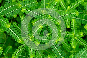 Phyllanthus niruri herb plant and other name, Seed-under-leaf, Phyllanthus amarus Schumach & Thonn,top view