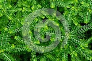 Phyllanthus niruri herb plant and other name, Seed-under-leaf, Phyllanthus amarus Schumach & Thonn,top view