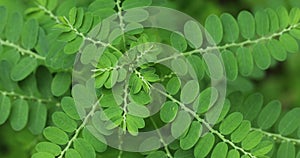 Phyllanthus niruri plant closeup. Gale of the wind.