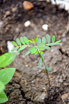 Phyllanthus niruri plant in nature garden
