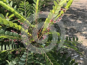 Phyllanthus niruri or Stonebreaker or Seed-under-leaf.
