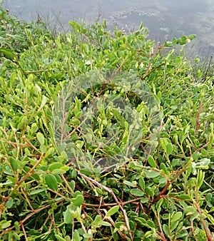 Phyllanthus niruri â Wild Phyllanthus from the North Coast of Java