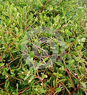 Phyllanthus niruri â Wild Phyllanthus from the North Coast of Java