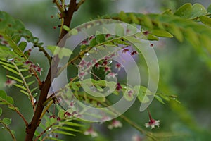 Phyllanthus Pulcher flowers and raindrops.