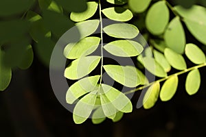 Phyllanthus pulcher leaves in the morning sun