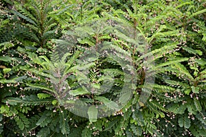 Phyllanthus pulcher plant