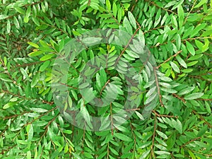 Phyllanthus pulcher plant leaves background