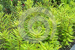 Phyllanthus pulcher plant in nature garden