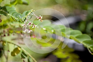 Phyllanthus pulcher small flower pink color