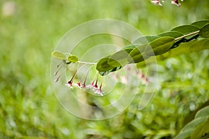 Phyllanthus pulcher small flower pink color