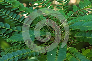 Phyllanthus pulcher Wall at garden