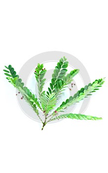 Phyllanthus pulcher Wall white background in studio