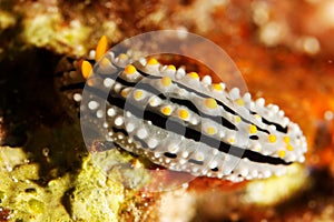 Phyllidia alita - Andaman Sea photo