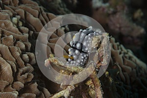 Phyllidia elegans Nudibranch photo