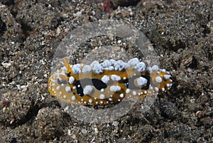 Phyllidia ocellata Nudibranch