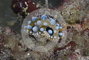 Phyllidia ocellata Nudibranch
