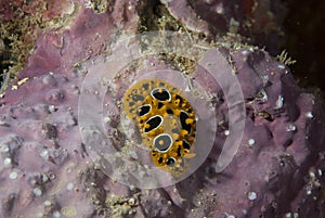 Phyllidia ocellata Nudibranch