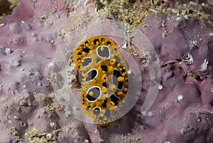 Phyllidia ocellata Nudibranch