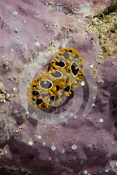 Phyllidia ocellata Nudibranch