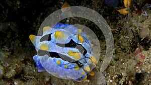 Phyllidia picta nudibranch in coral from Lembeh strait